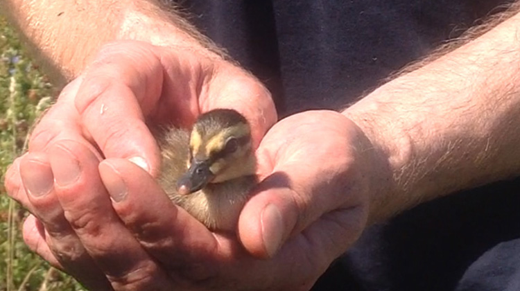 The last duckling to be rescued. Credit: Croydon Council 