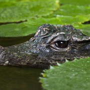 Crocodile escaped Pic: Rod Williams