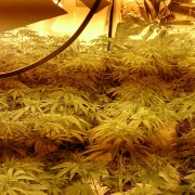 Cannabis factory Crystal Palace pic: Met Police