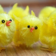 Easter Chicks Pic: Peter Taylor