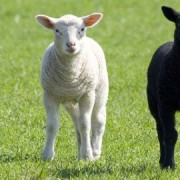Lambs Pic: Maurice Koop