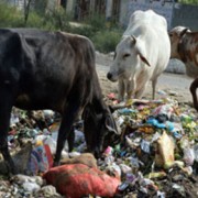 Cows on waste dump, Delhi. pic Shadab Ahmad Moizee