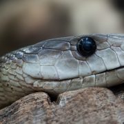 Venemous snakes are amongst many dangerous and exotic animals being kept in the UK. Pic: Foto-RaBe