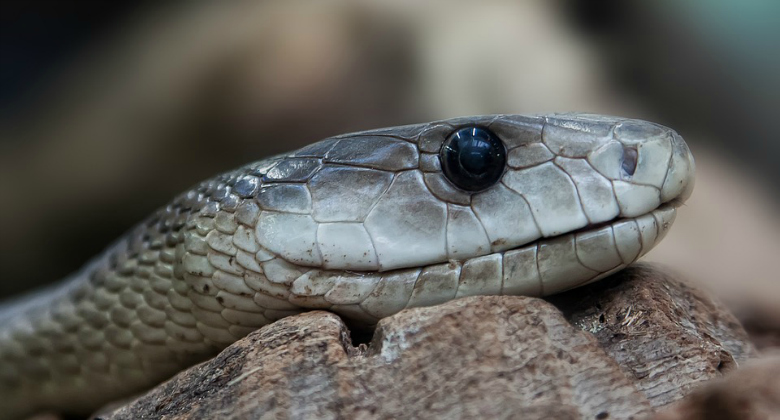 Croydon's venomous snakes revealed | Eastlondonlines
