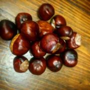 How to get good, hard conkers