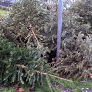 Residents have plenty of opportunities to recycle their Christmas trees in January.