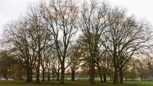 Hackney's London plane trees