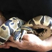 Two pythons have been found in Croydon in less than 48 hours
