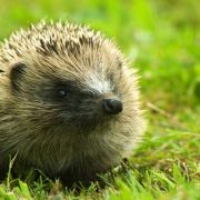 British hedgehogs face possible extinction from modern farming and urbanisation Pic: LazyDaisie