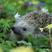 Hedgehog among plants